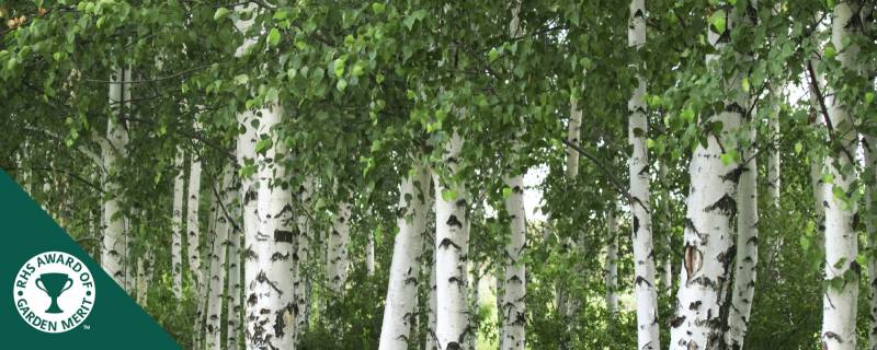 Silver Birch