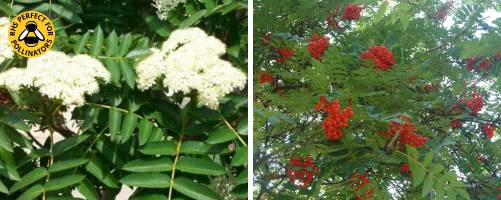 Mountain Ash