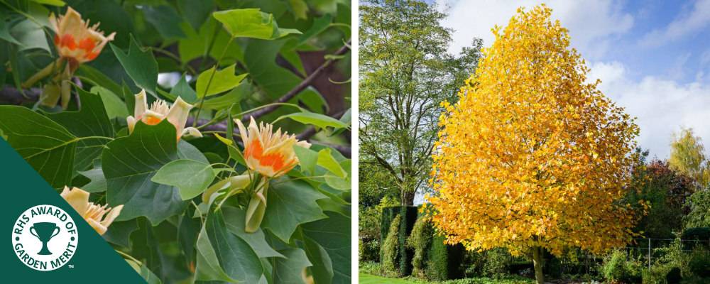 Tulip Tree