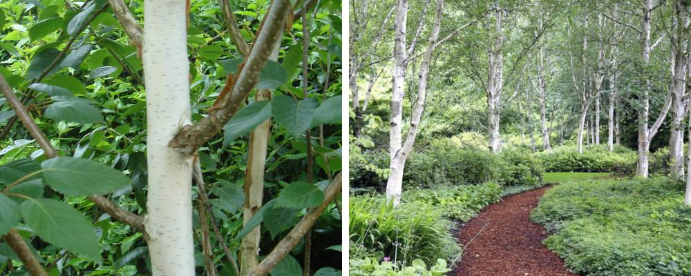 Himalayan Birch