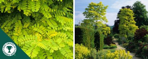 Golden False Acacia