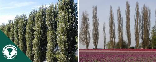 Lombardy Poplar