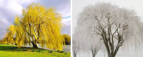 Golden Weeping Willow