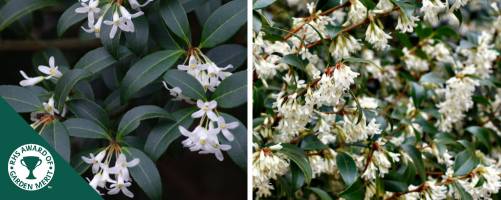 Osmanthus Burkwoodii