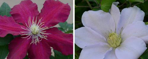 Clematis Climbers1