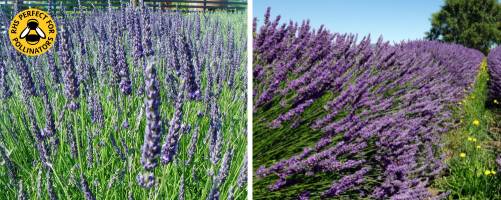 Lavender Grosso