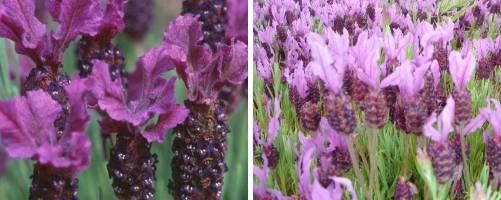 French Lavenders