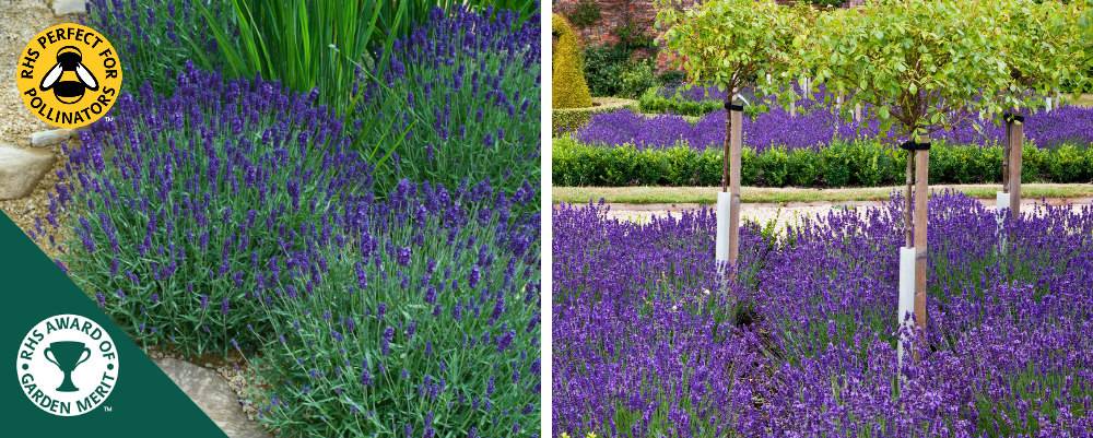 Lavender Hidcote