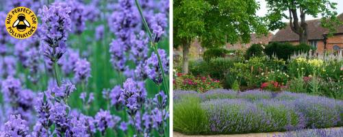 Lavender Munstead