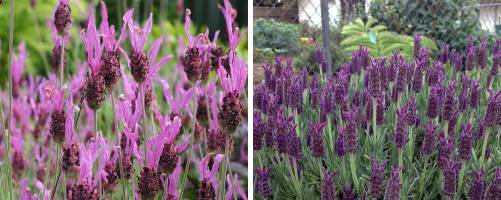 Larger Lavender plants