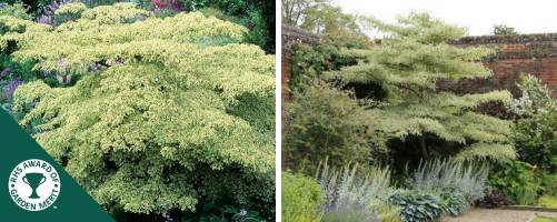 Cornus Controversa variegata