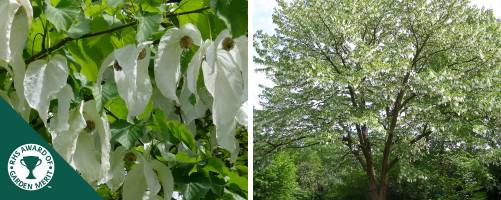 Davidia involucrata