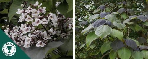 Catalpa erubescens purpurea