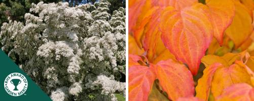 Cornus Kousa chinensis