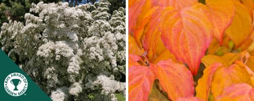 Cornus Kousa chinensis