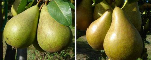 Pears