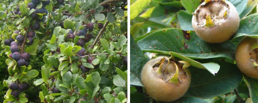 Damsons and Medlars