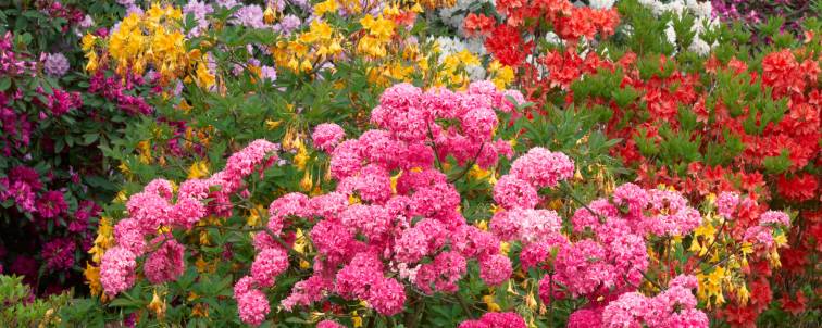 Evergreen and Deciduous Azaleas