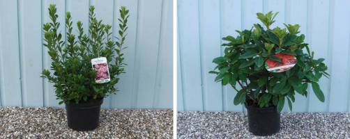 Bushy plants in 4 and 5 litre pots