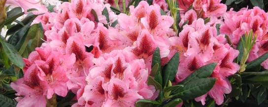 Hybrid Rhododendrons
