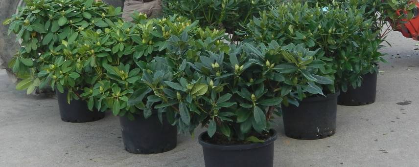 Large Rhododendron plants