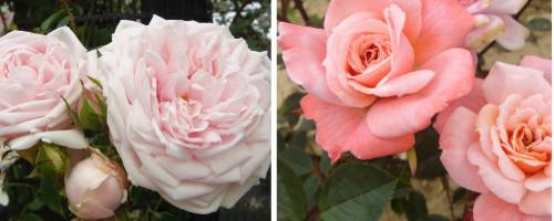 Climbing roses