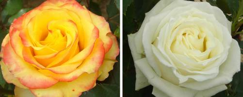 Hybrid Tea roses