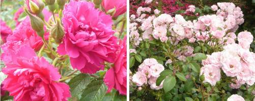 Shrub roses