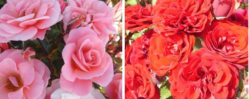 Floribunda roses