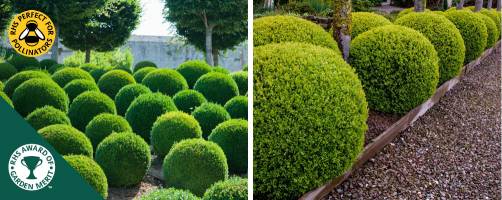 Ball shaped Box topiary