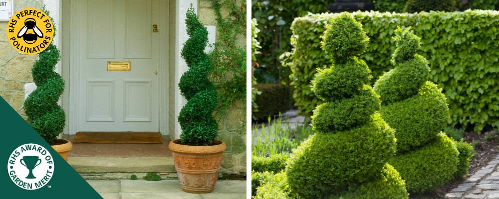 Spiral shaped Box Topiary