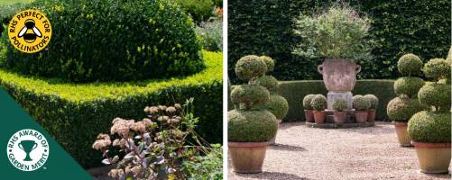 Box Topiary in other shapes