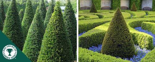 Cone shape Yew Topiary