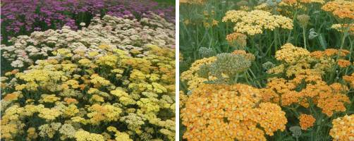 Achillea