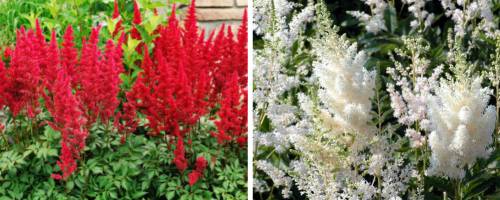 Astilbe