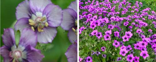 Hardy Geranium