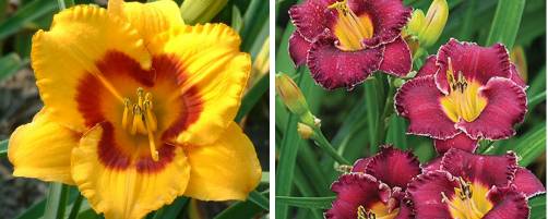 Hemerocallis (Day Lily)