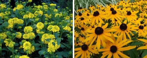 Rudbeckia