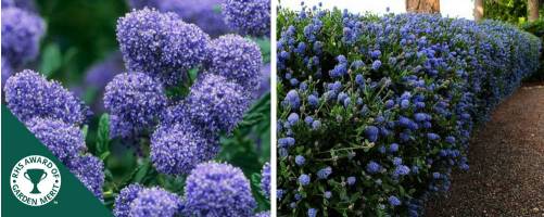 Ceanothus