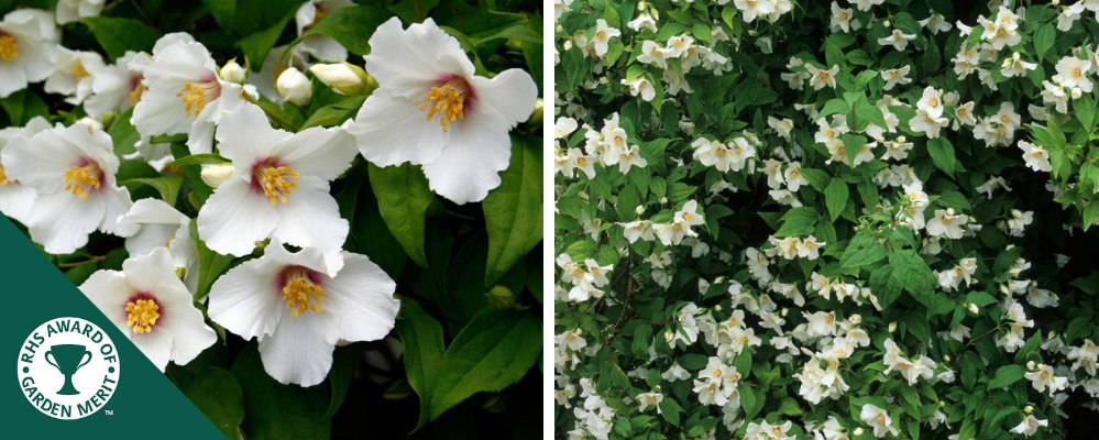 Mock Orange