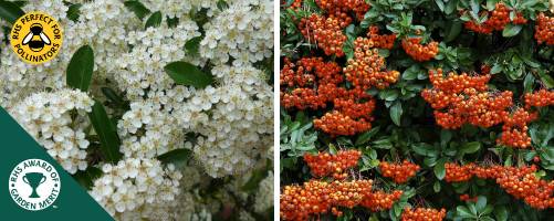 Pyracantha