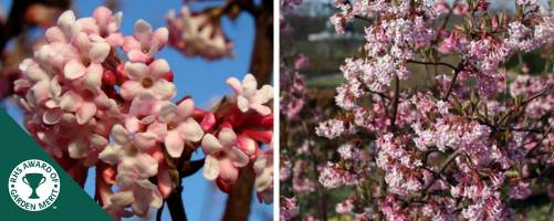 Viburnum