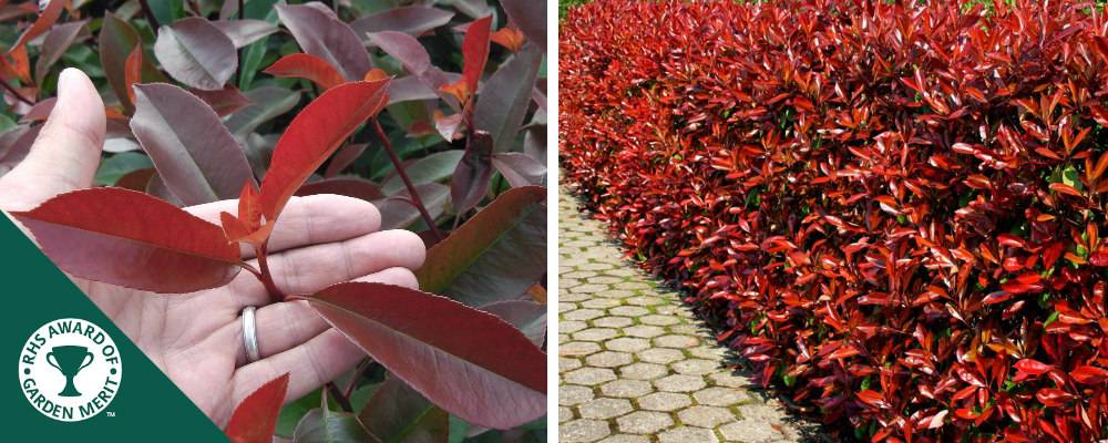 Photinia Red Robin