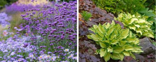 Perennials