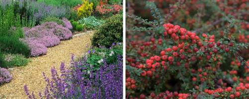 Alpines and Ground Cover