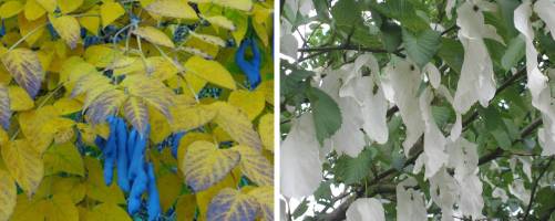 Unusual Trees and Shrubs