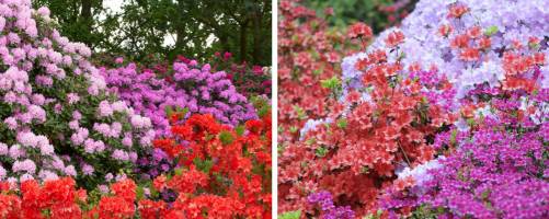 Azaleas & Rhododendrons