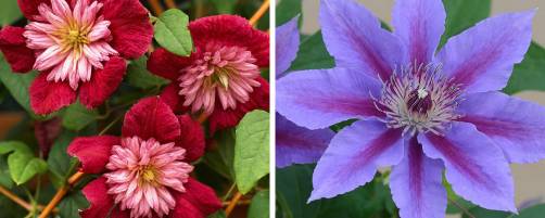 Clematis and Climbers