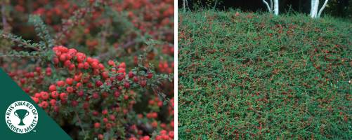 Cotoneaster