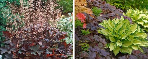 Heuchera